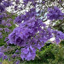 Purple Jacaranda Flower Seeds for Planting - NON GMO Seeds for planting in home garden