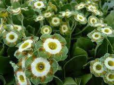 Green Shade Auricula Flower Seeds for Planting, 100 pcs for planting in your garden.