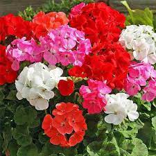 Multi-Color Geranium Flower seeds for Planting - Heirloom & Non-GMO Seeds for Home Garden for planting in home garden