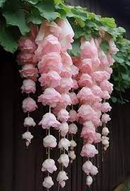 Baby Pink Weeping Forsythia Flower Seeds for Garden Planting Dhara Seeds