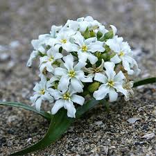 White Leucocoryne Flower Seeds for Planting, 100