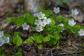 Oxalis Acetosella Flower Seeds for Planting - NON GMO Seeds Dhara Seeds