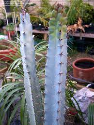 Blue Hankeanus Plant Seeds for Planting - 100