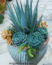 Blue Maguey Aloe Plant Seeds for Planting NON GMO Seeds Dhara Seeds