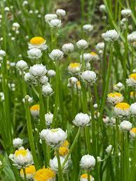 Winged Everlasting (Ammobium alatum) Flower Seeds for Planting – Papery Blooms for Dried Floral Use, Non-GMO Dhara Seeds