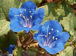 Bluebell Flower Seeds for Planting, Fresh, NON GMO Seeds