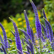 Organic Blue Spicata Veronica Flower Seeds for Planting – Heirloom, Non-GMO for planting in your garden.