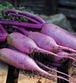 Bluemoon Radish Raphanus sativus for planting in home garden
