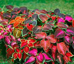 Coleus Wizard Mix. Flower Seeds for Garden Planting - NON GMO Seeds for planting in home garden