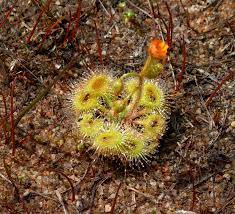 perennial-heirloom-non-gmo-drosera-glanduligera-seeds

