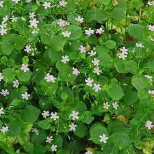 White Claytonia sibirica – Non-GMO Heirloom Flower Seeds for Planting seeds for planting in home garden