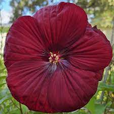 Heirloom Non-GMO Maroon Hibiscus Flower Seeds – Rich Tropical Blooms for Garden Planting for planting in your garden.