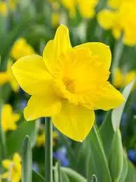 Narcissus Flower Seeds Thick Yellow for Planting, NON GMO Seeds for planting in home garden