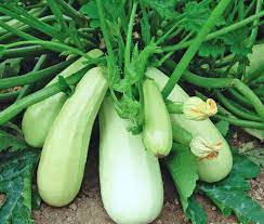 White Bush Zucchini Cucurbita pepo seeds for garden planting