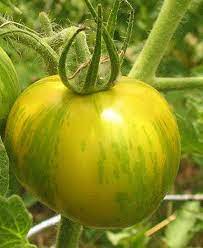 Green zebra tomato Solanum lycopersicum seeds for planting in backyard garden