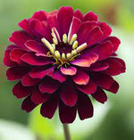 Burgundy Zinnia Flower Seeds for Planting – Vibrant, Non-GMO, Heirloom Garden Seed for planting in your garden.