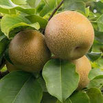 Brown Pyrus pyrifolia fruit seeds