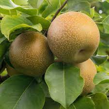 Brown Pyrus pyrifolia fruit seeds