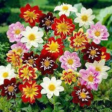 Dahlias (Dahlias scientific name) for planting in garden
