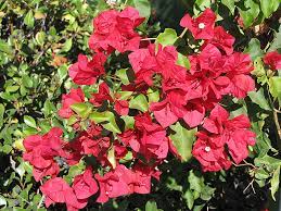 perennial-red-bougainvillea-seeds-for-garden

