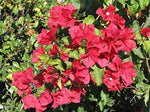 perennial-red-bougainvillea-seeds-for-garden

