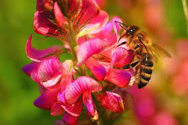 Heirloom Sainfoin Flower Seeds for Planting - 100
