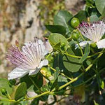 Capparis Flower Seeds for Planting - NON GMO Seeds Dhara Seeds