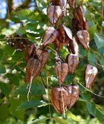 Red Koelreuteria Flower Seeds for Planting - NON GMO Seeds Dhara Seeds