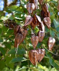 Red Koelreuteria Flower Seeds for Planting - NON GMO Seeds Dhara Seeds