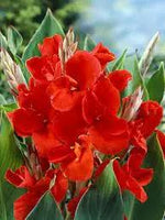 Red Canna Lily Flower Seeds for Planting - Heirloom and Non-GMO Garden Seeds Dhara Seeds