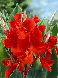 Red Canna Lily Flower Seeds for Planting - Heirloom and Non-GMO Garden Seeds Dhara Seeds