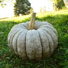 Jarrahdale Pumpkin Vegetable Seeds for Planting – Heirloom, Non-GMO, Organic Pumpkin Seeds