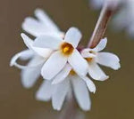 White Forsythia - Abeliophyllum distichum Flower Seeds for Planting - NON GMO Seeds Dhara Seeds
