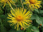 Enula Asteraceae Flower Seeds for Planting - NON GMO Seeds Dhara Seeds