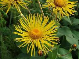 Enula Asteraceae Flower Seeds for Planting - NON GMO Seeds Dhara Seeds