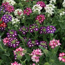 Vervain Flower Seeds for Garden Planting – Heirloom, Non-GMO, Fresh Blooming Variety