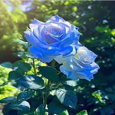 Thai Blue Rose Flower Plant Seeds for Planting - Non-GMO Heirloom Garden Seeds for Growing