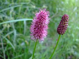 Pink Alaskan Burnet Plant Seeds for Planting - 100