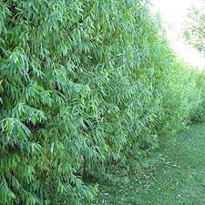 Green Corkscrew Rush Plant Seeds for Planting -Heirloom & Non-GMO Seeds for planting Dhara Seeds