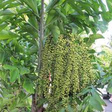 Fishtail Palm (Caryota Mitis) Seeds – Heirloom Non-GMO Seeds for Tropical and Indoor Planting