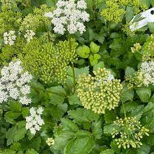 Scotch Lovage (Ligusticum scoticum) Plant Seeds for Plantin-Heirloom & Non-GMO Seeds for planting Dhara Seeds
