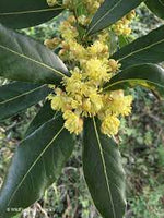 Laurus Nobilis Flower Seeds for Planting - NON GMO Seeds Dhara Seeds