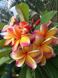 Peach Frangipani Flower Seeds for Planting - NON GMO Seeds Dhara Seeds