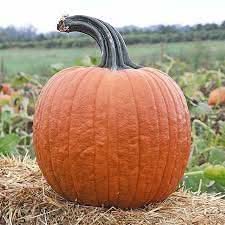 Cronus Pumpkin Seeds for Planting – Non-GMO, Heirloom Vegetable Seeds for Your Garden