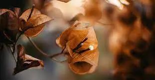 Brown Bougainvillea Flower Seeds for Planting - Heirloom & Non-GMO Garden Seeds Dhara Seeds