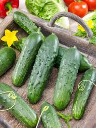 Cucumber Viskonsin Cucumis sativus vegetable seeds for planting in vertical garden or kitchen garden