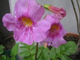 Hardy Gloxinia Incarvillea Cream & Rosy Purple Mix Seeds for Planting for Flower Bed and Garden Decoration