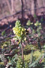 Lousewort Flower Seeds for Planting - 100 pcs