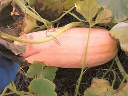 Squash (Winter) Seeds - Pink Banana Jumbo