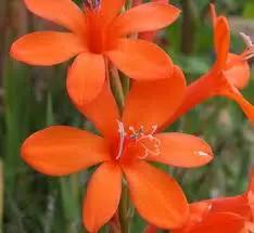 Bugle Lily Watsonia Pillansii Flower Seeds for Planting-Heirloom & Non-GMO Garden Seeds Dhara Seeds